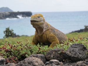 Iguane_terrestre_des_Galapagos_(Conolophus_subcristatus)